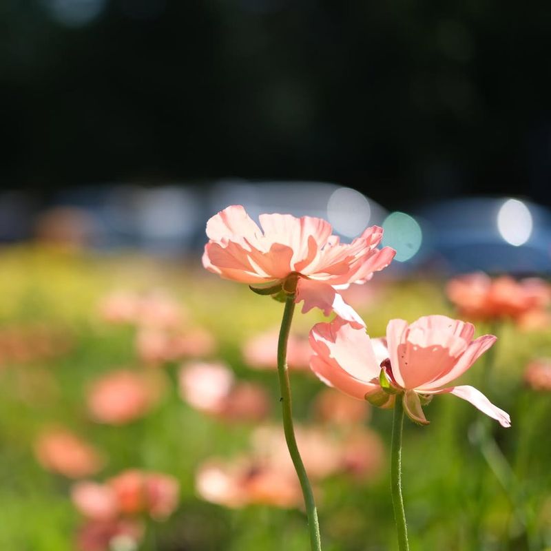 Ranunculus