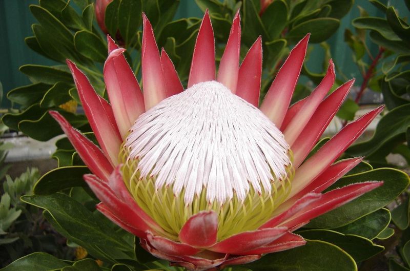 Protea