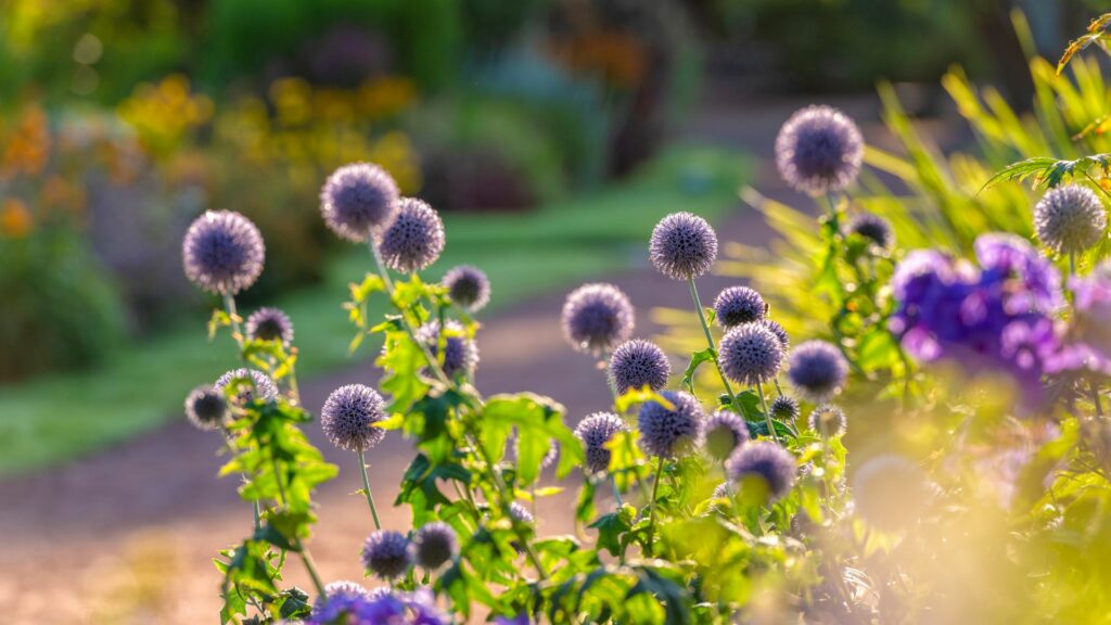 Globe Thistle