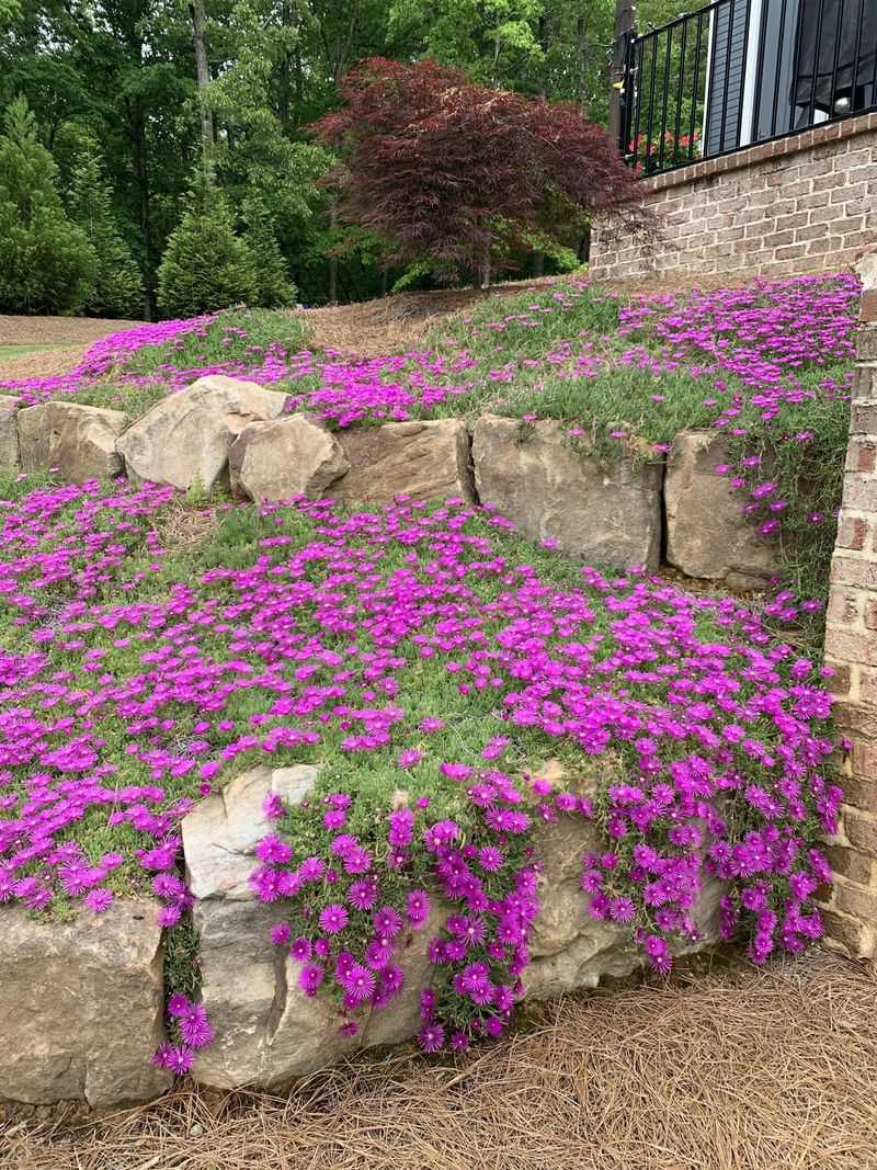 Ice Plant (Delosperma)