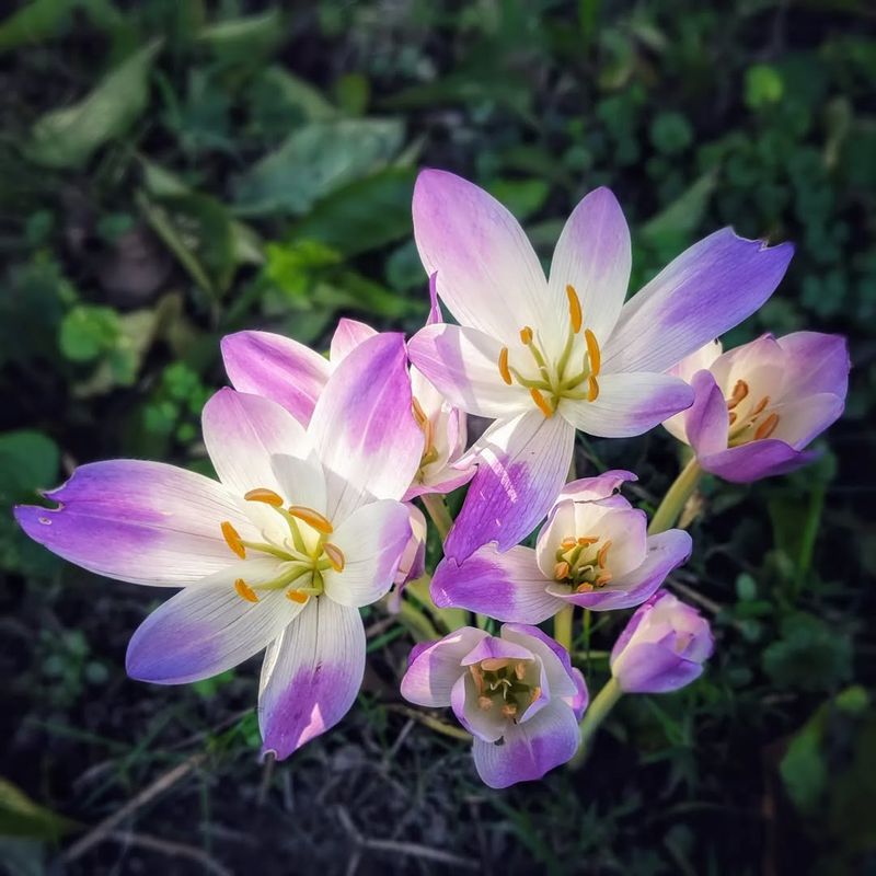 Autumn Crocus