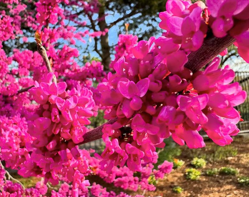 Eastern Redbud Is a Good Choice for Early Spring Color and Pollinators