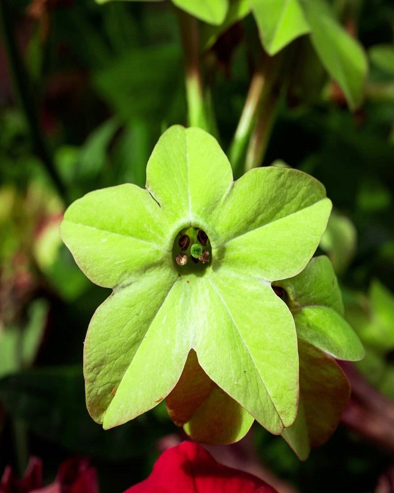 Wild Tobacco (Nicotiana alata)