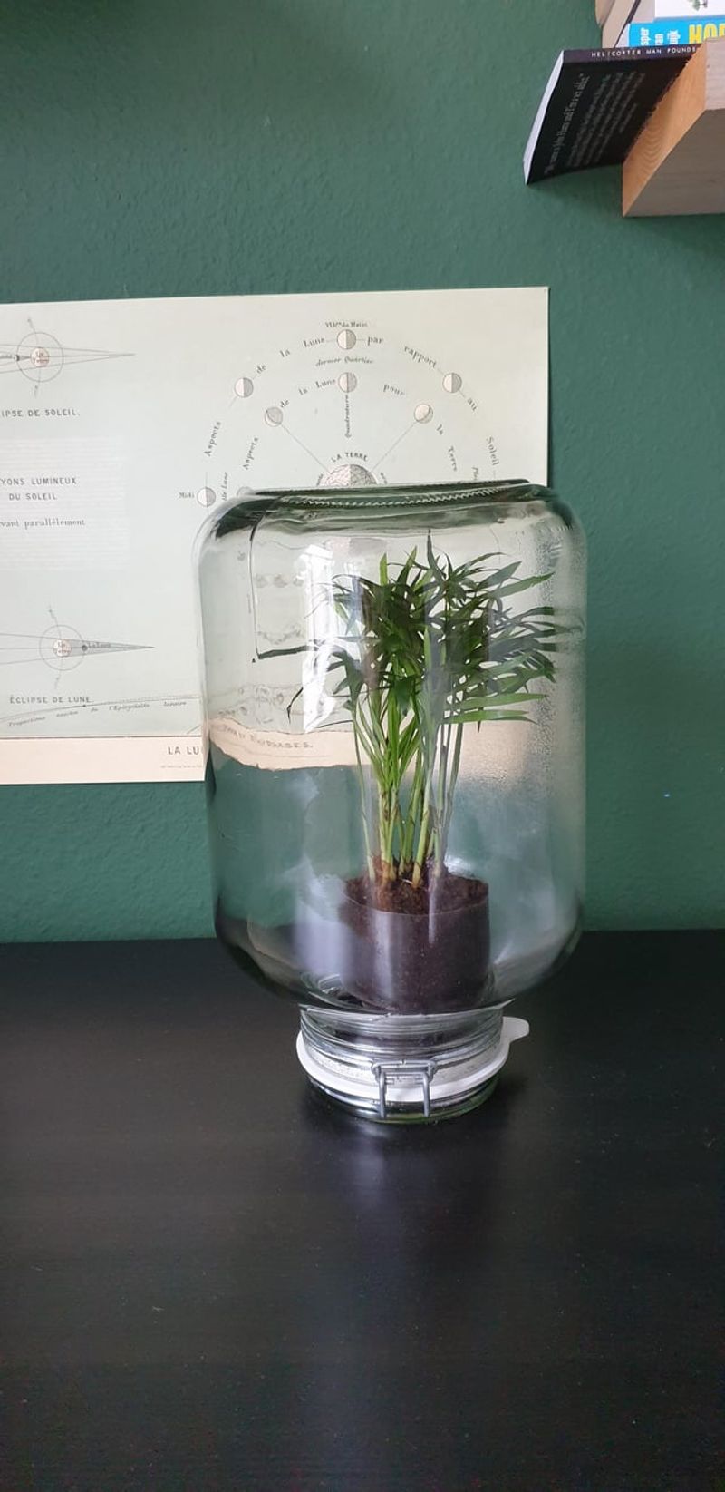 Upside-Down Terrariums