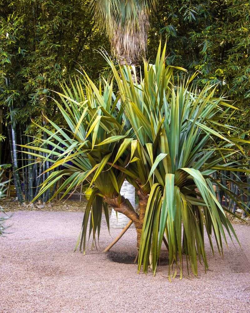 Pandanus (Pandanaceae)