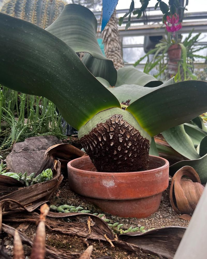 Welwitschia (Welwitschia Mirabilis)