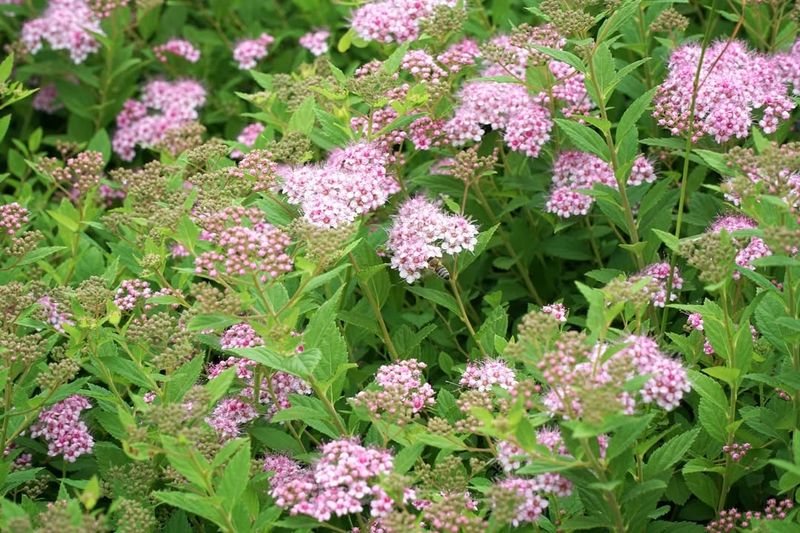 Spirea (Spiraea japonica)