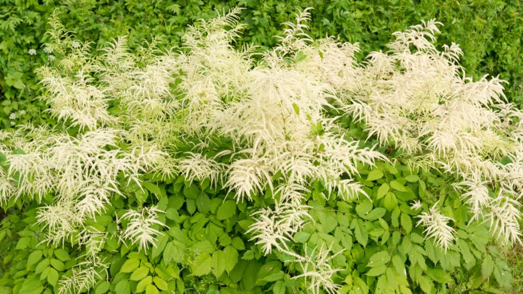 goatsbeard