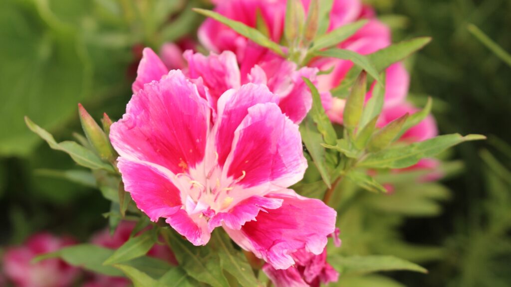 godetia
