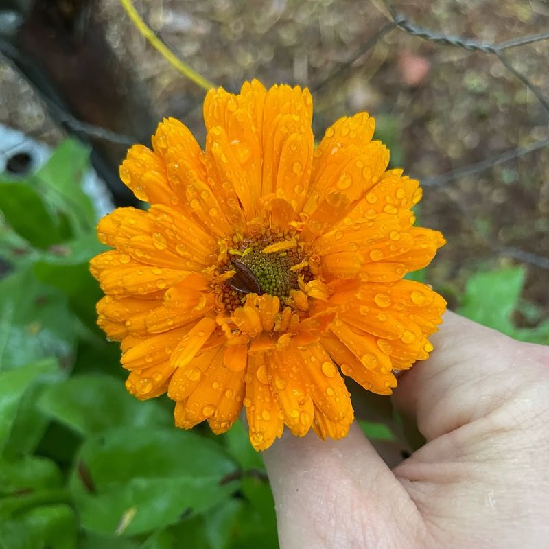 Calendula