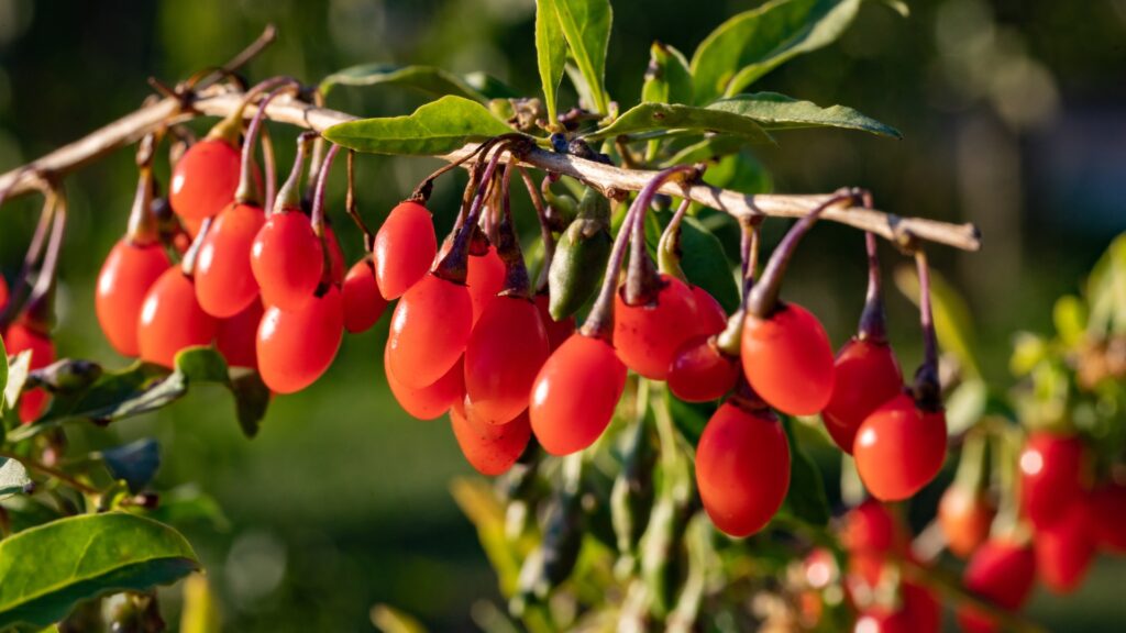 goji berries