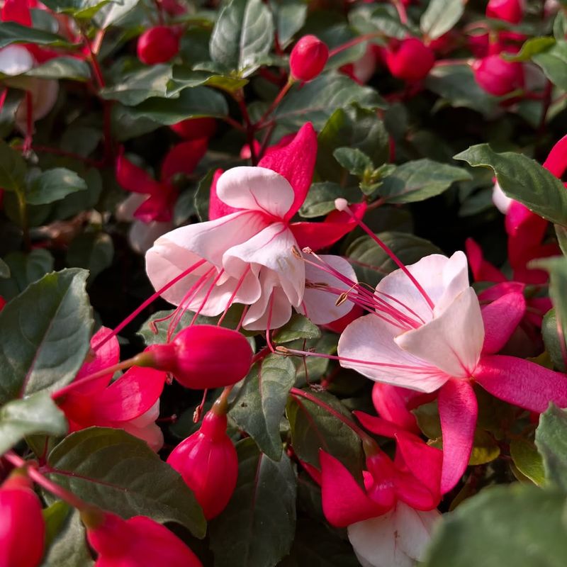 Fuchsia (Fuchsia magellanica)