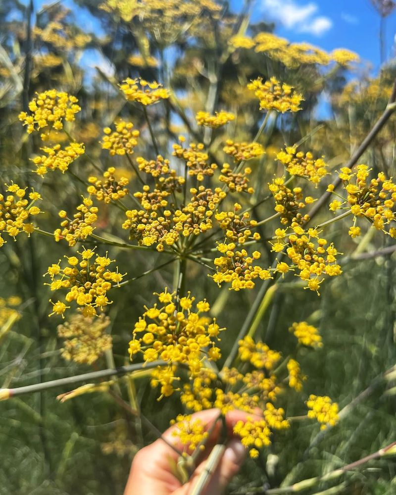 Bronze Fennel