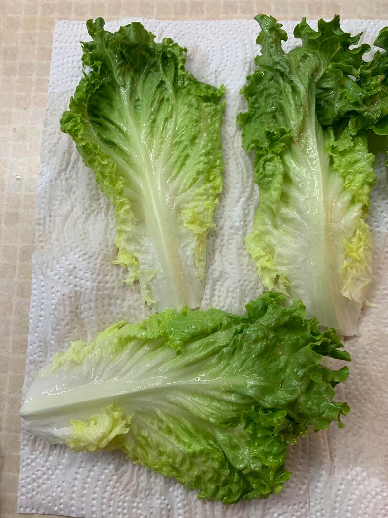 Paris White Cos Lettuce