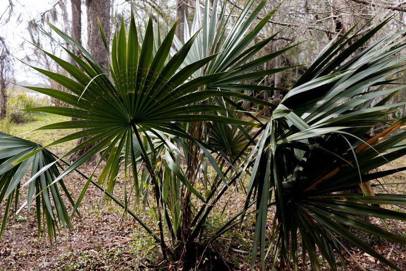 Dwarf Palmetto