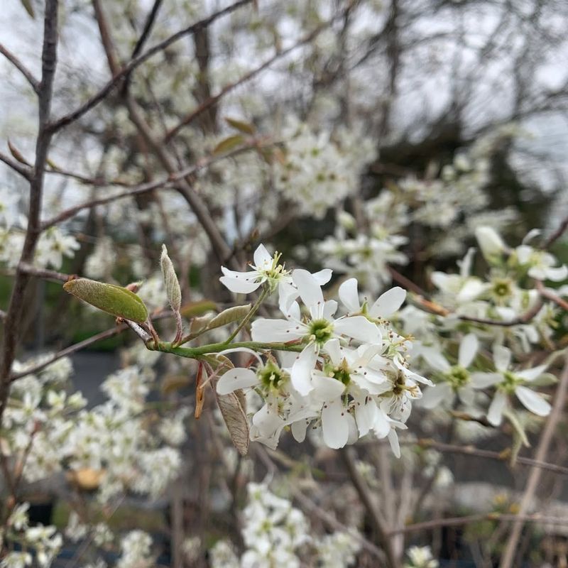 Serviceberry (Amelanchier Spp.)