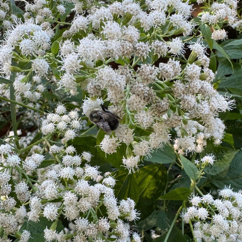 White Snakeroot