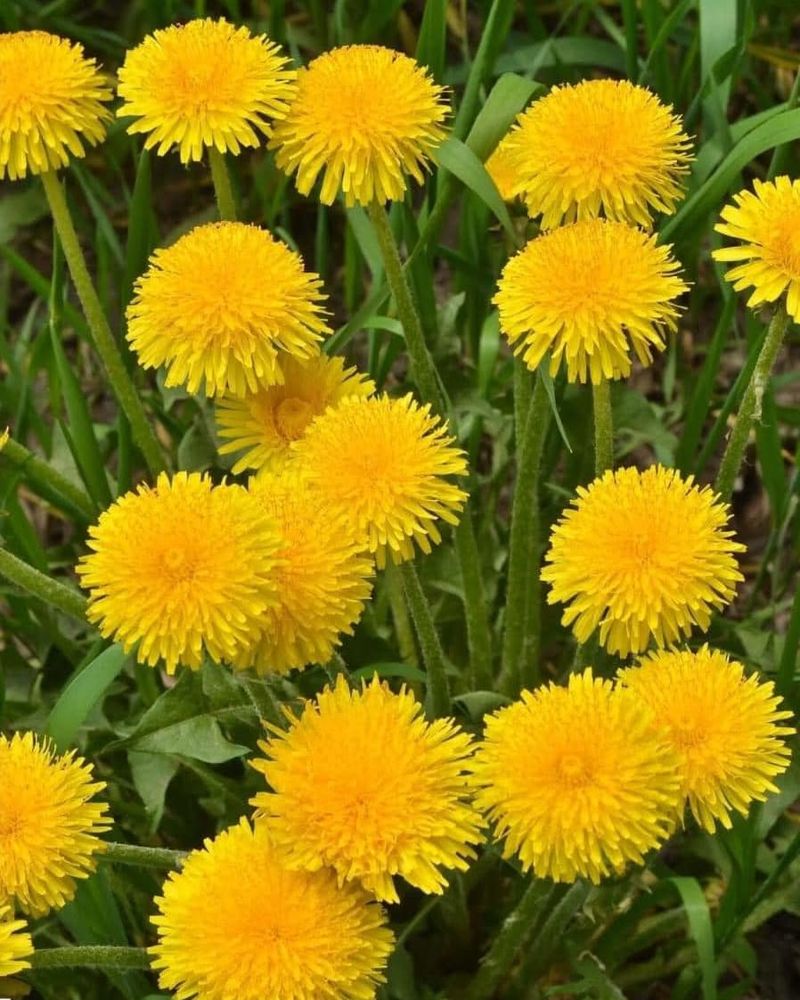 Dandelion