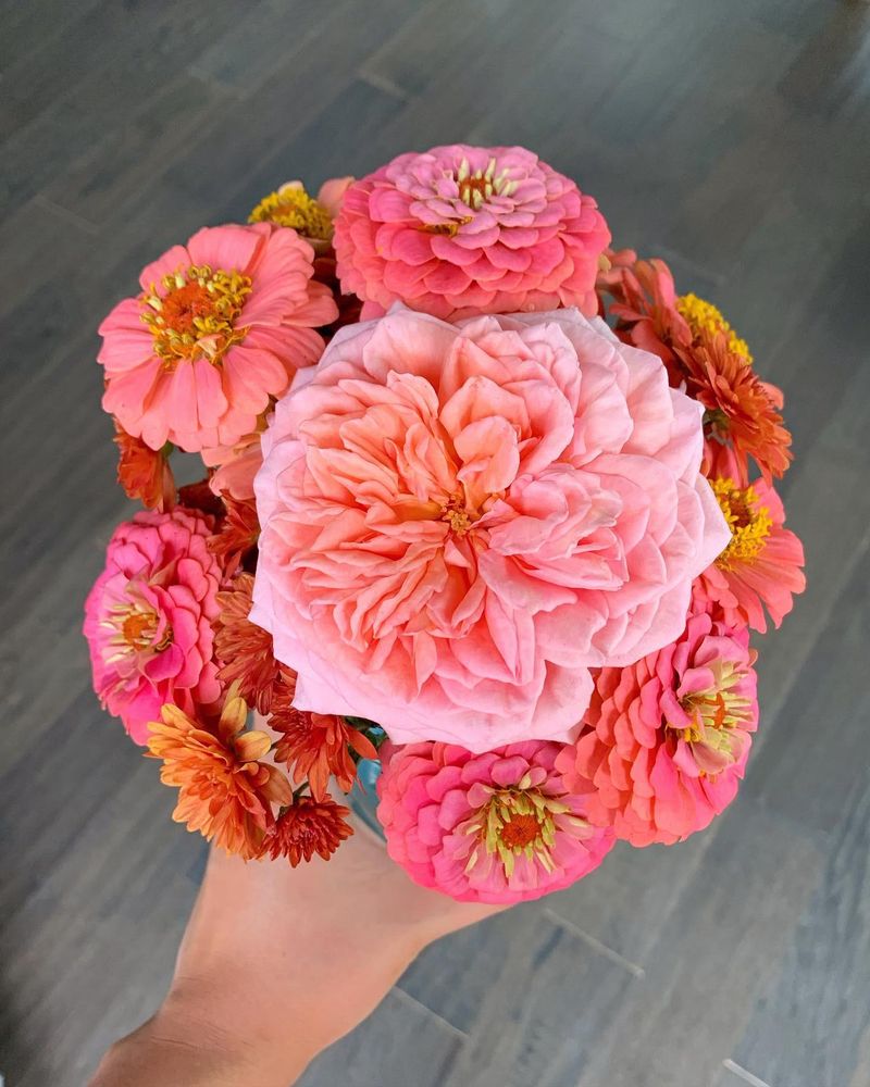 Salmon Zinnias