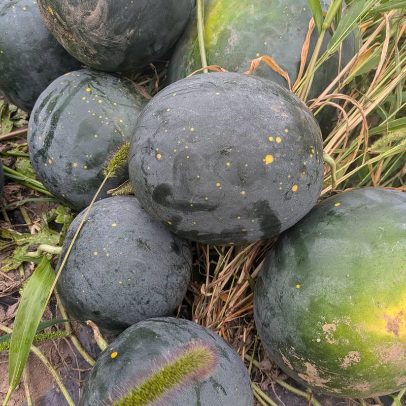 Moon and Stars Watermelon