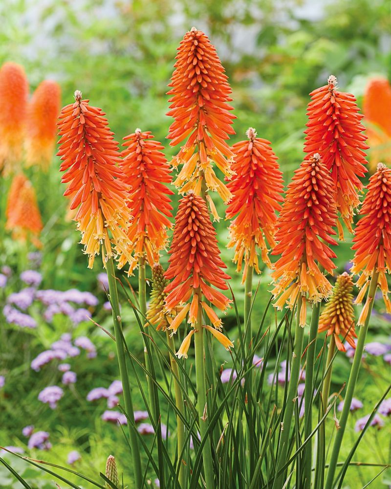 Red Hot Poker (Kniphofia)