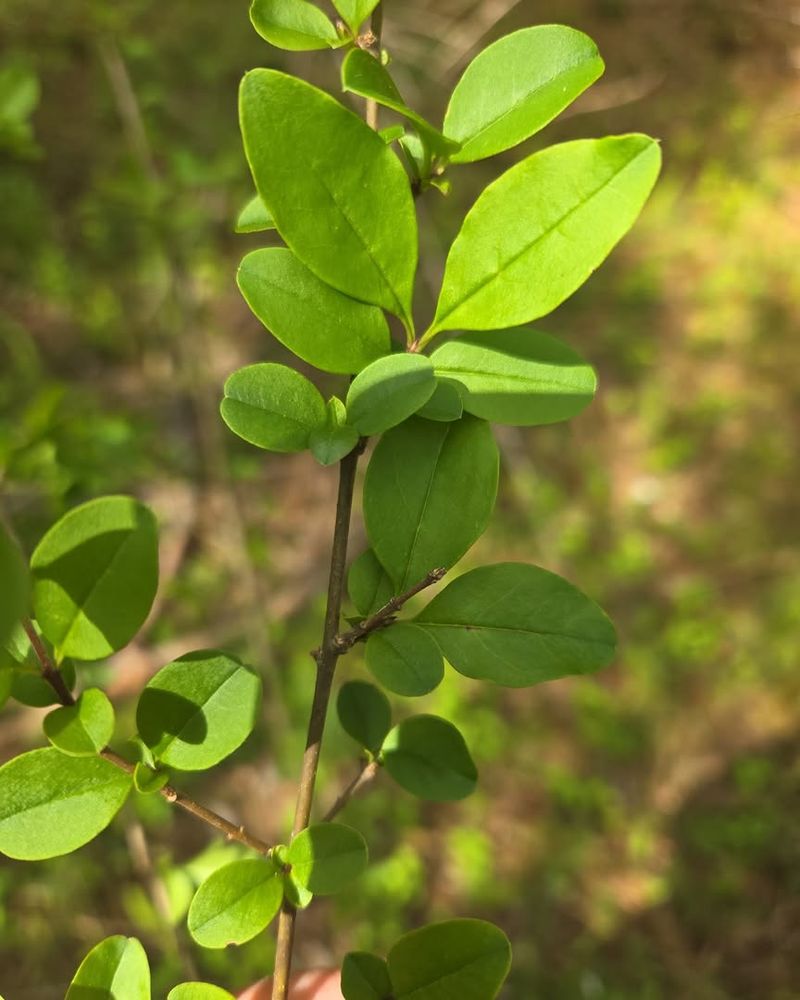 Chinese Privet (Ligustrum sinense)