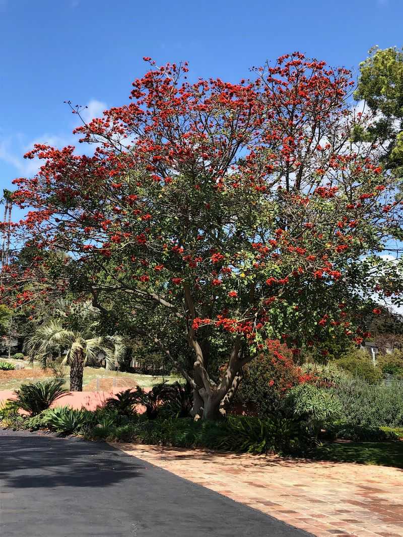 Coral Tree