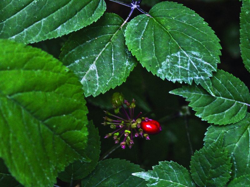 Indian Ginseng