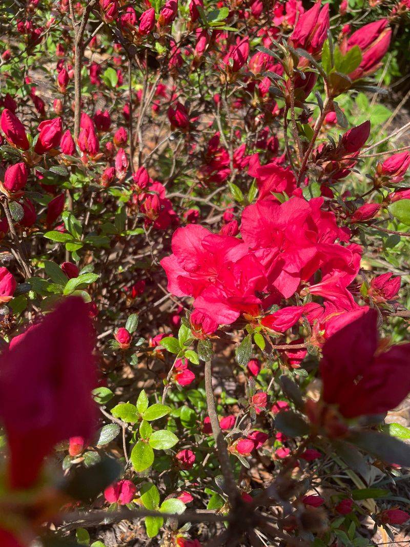 Coral Azaleas