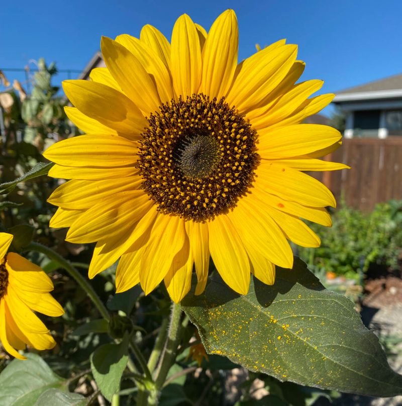 Sunflower