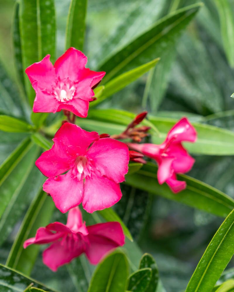 Oleander