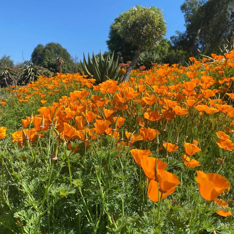 California Poppy