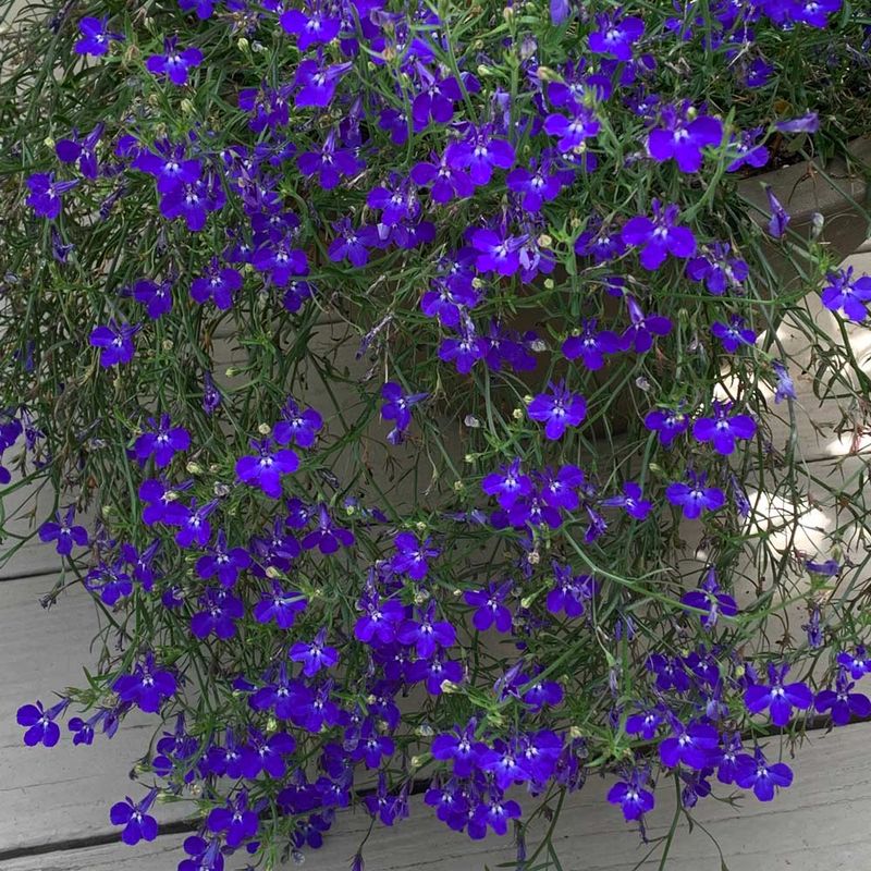 Lobelia