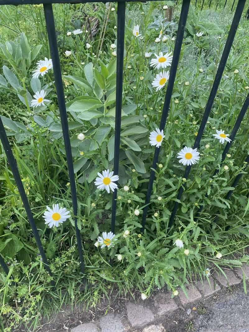 Oxeye Daisy (Leucanthemum vulgare)