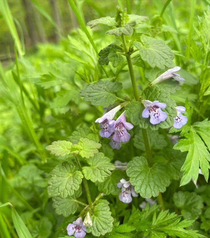 Creeping Charlie (Glechoma hederacea) – The Medicinal Groundcover