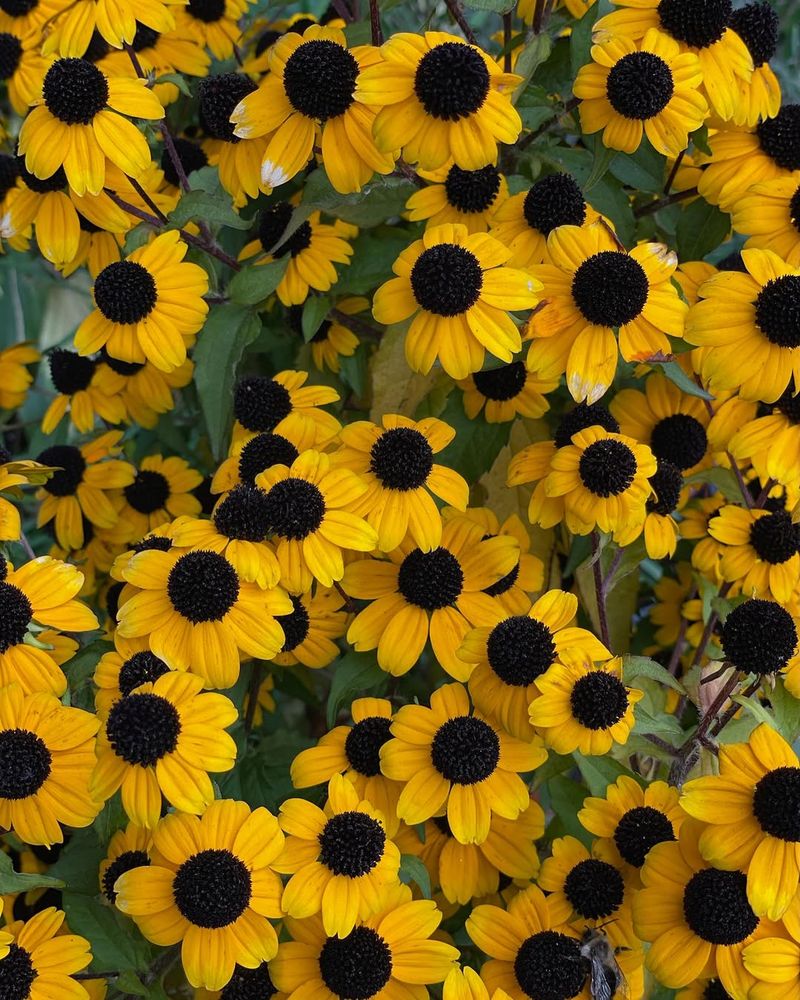 Brown-Eyed Susan