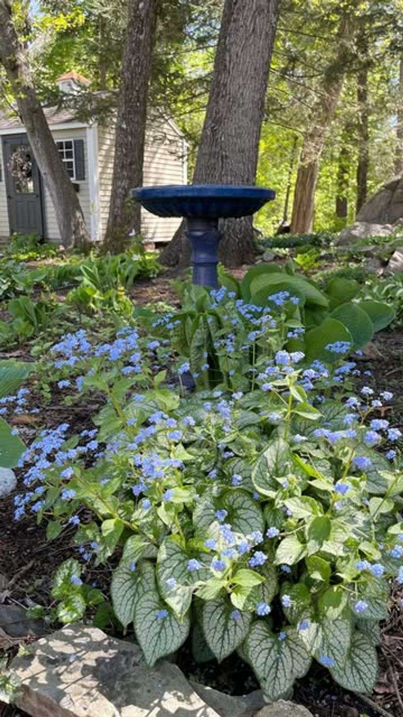 Siberian Bugloss