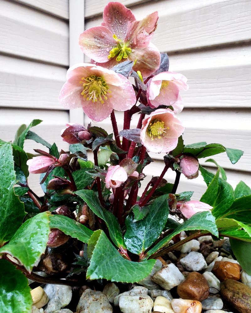 Hellebores (Lenten Rose)