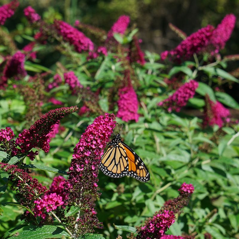 Butterfly Bush (Buddleja davidii)