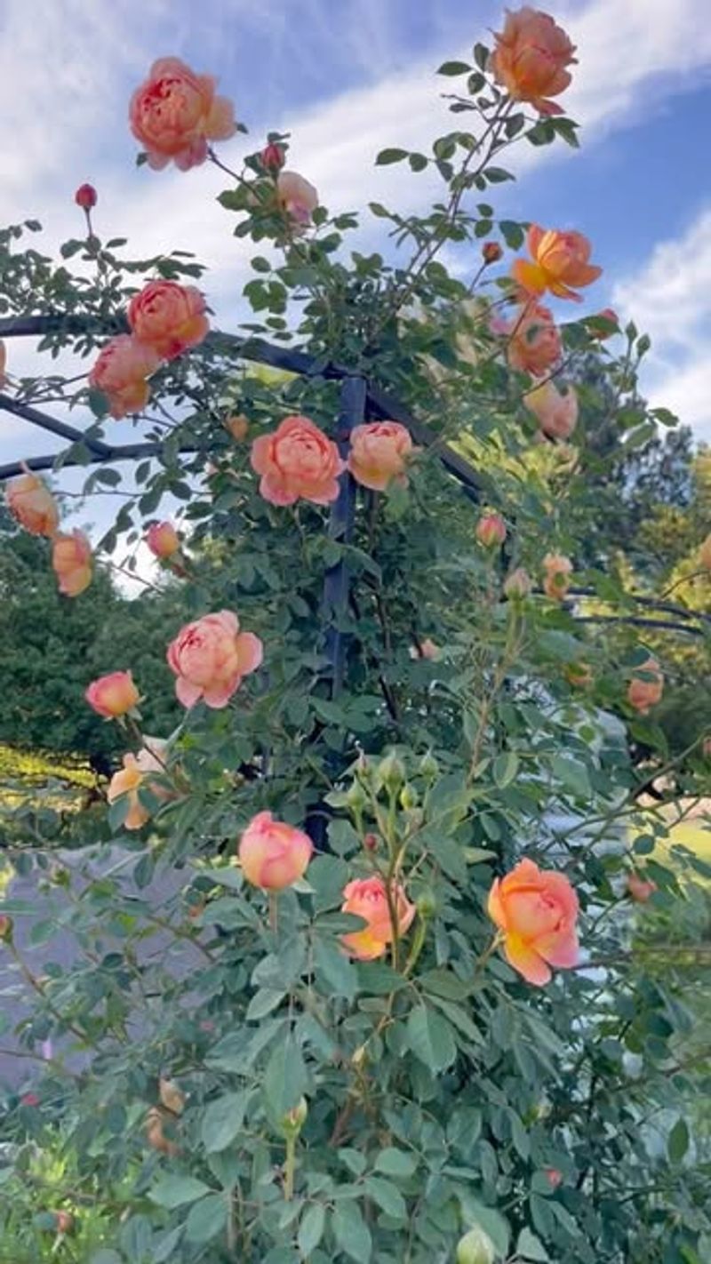 Lady of Shalott