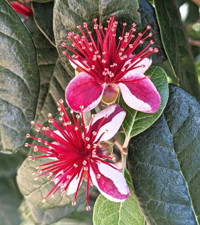 Pineapple Guava (Feijoa sellowiana)