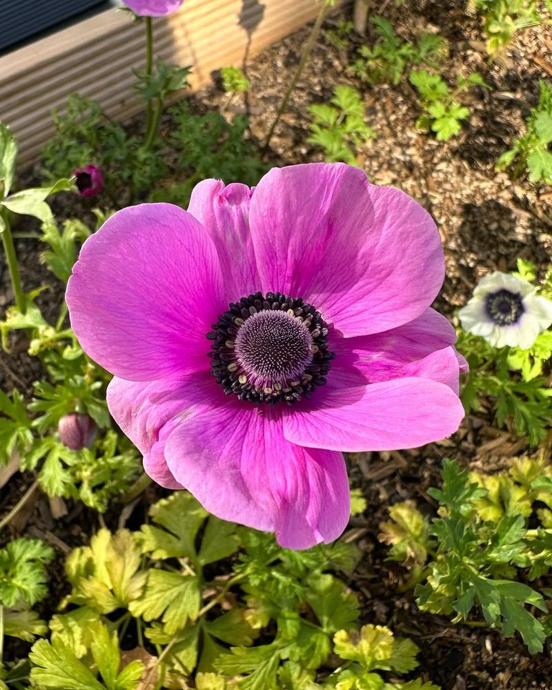 Anemone