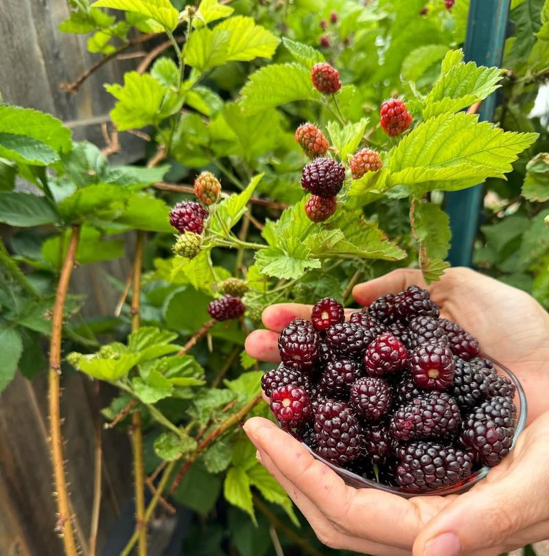 Blackberries