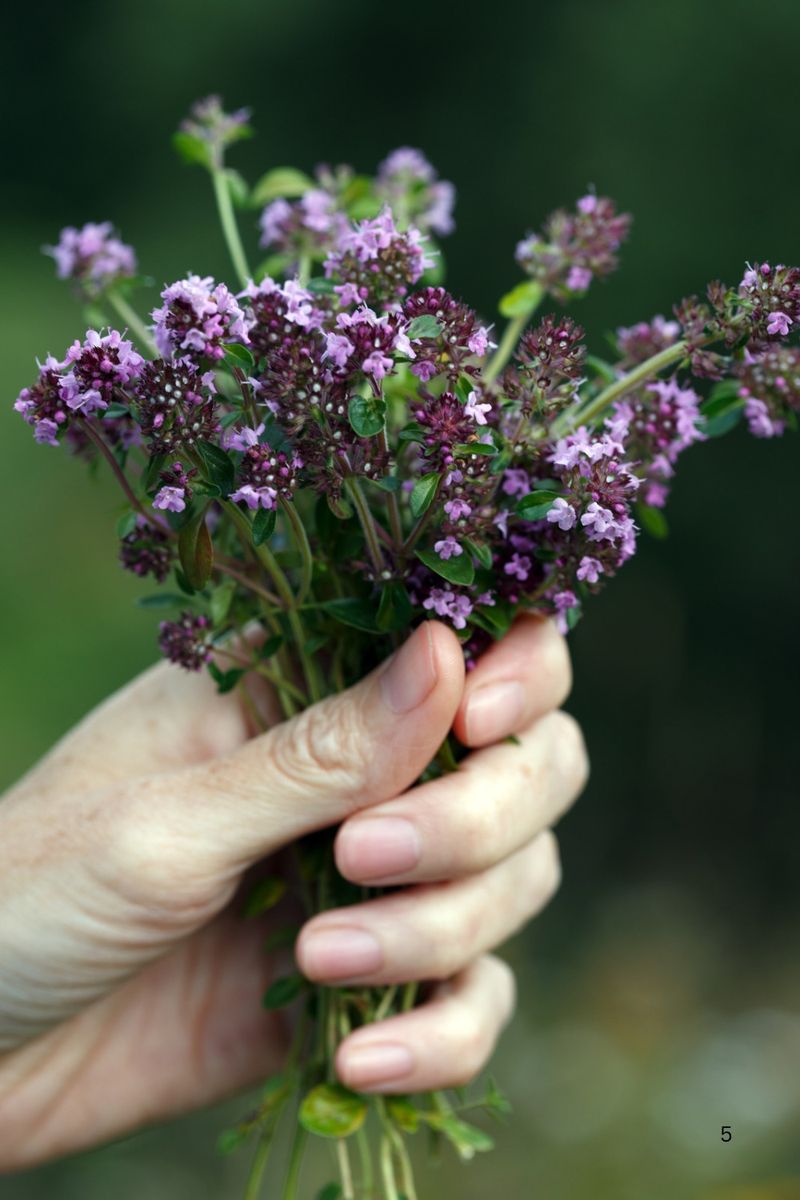 Edible leaves for culinary use