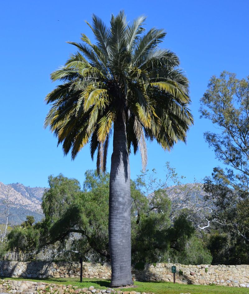 Chilean Wine Palm