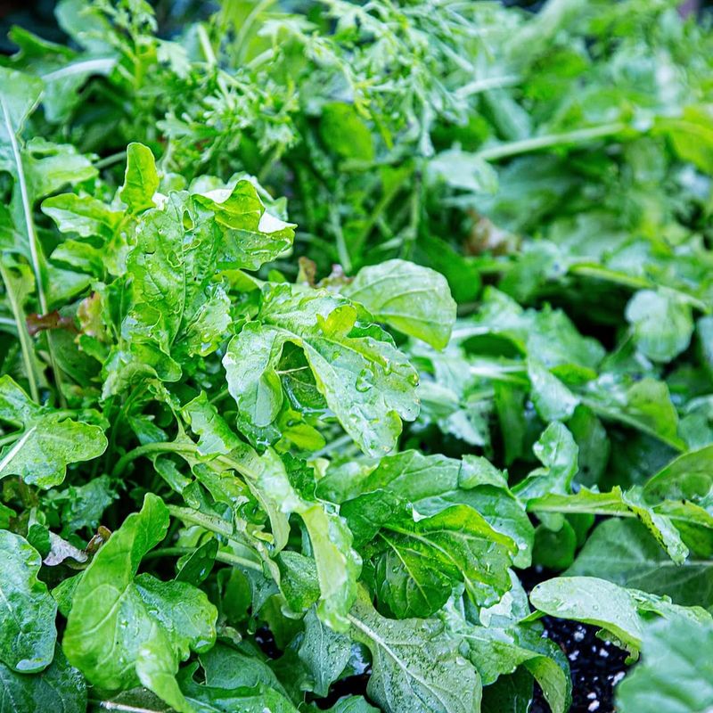 Arugula