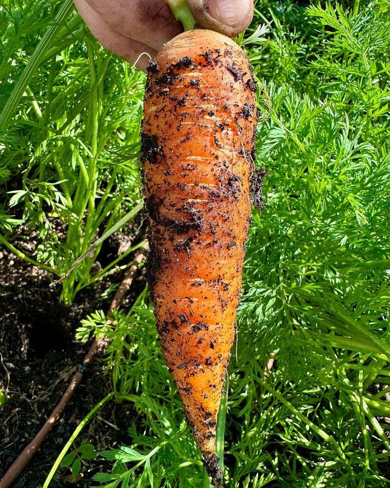 Carrots