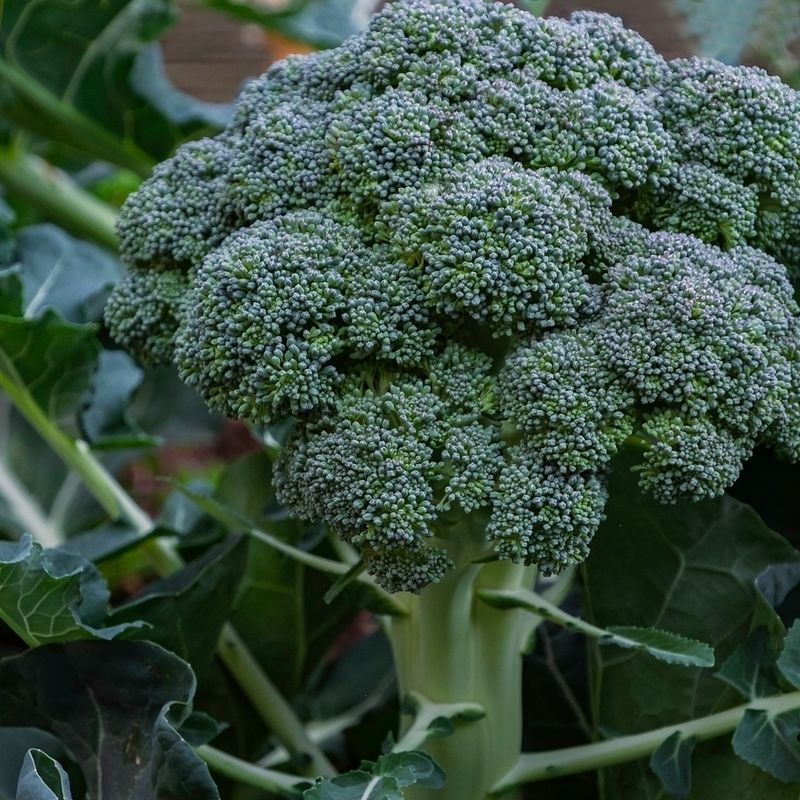 Calabrese Broccoli