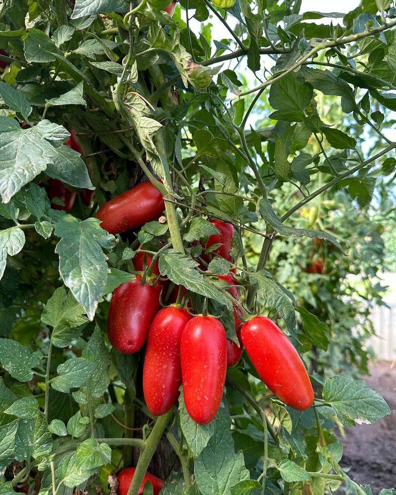 San Marzano