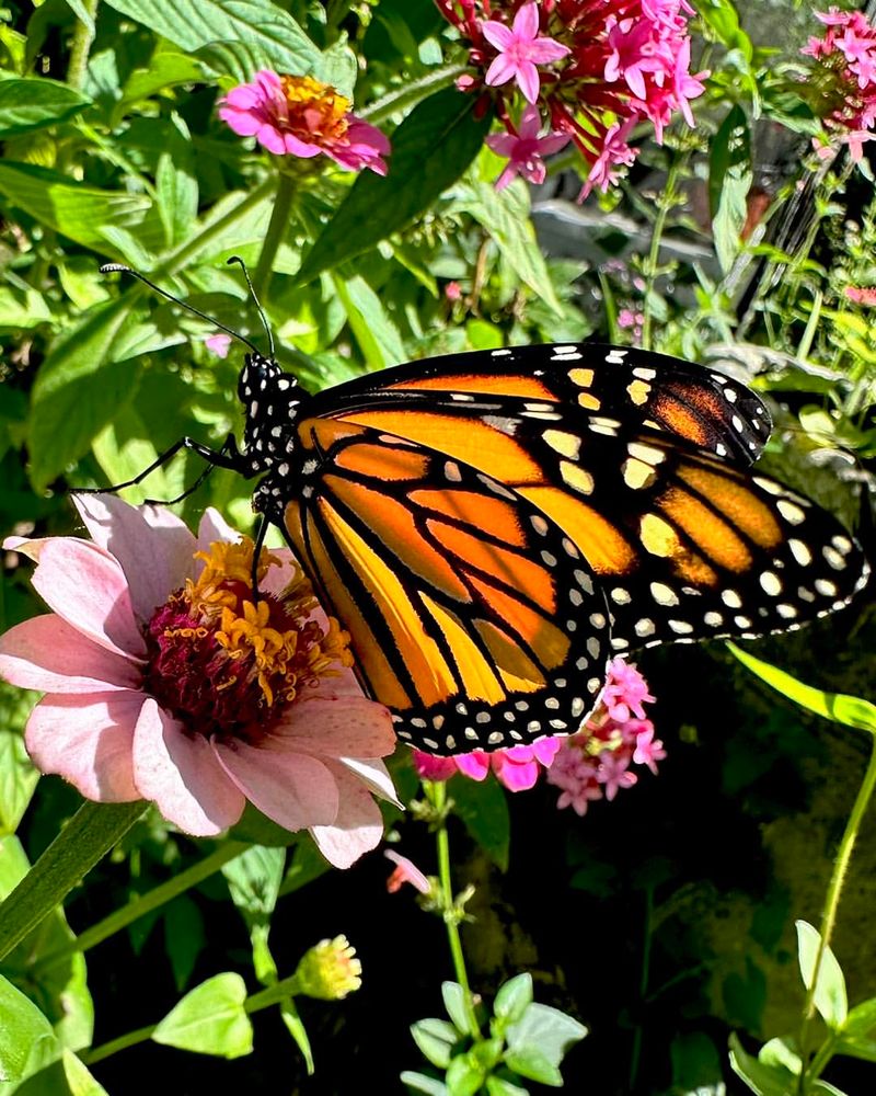 Butterfly Garden